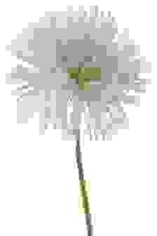 Chrysantheme Weiß