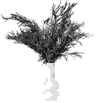 Eukalyptus Nicoli