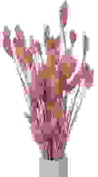 Glanzgras Rosa