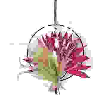 Hoop "Tropical Pink"