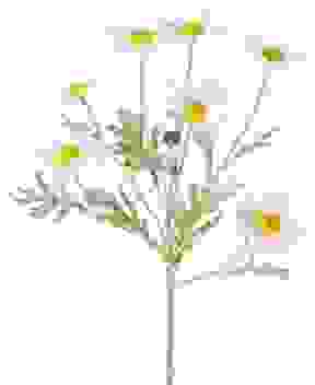 Margeriten