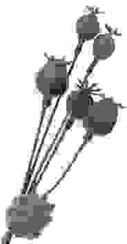 Mohn (Kunst)