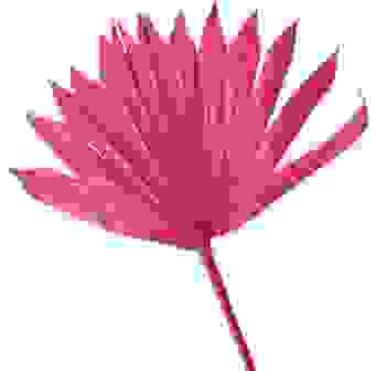 Palmsonne Pink