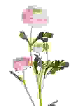 Ranunkel Rosa 65 cm