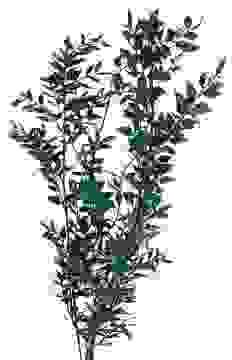 Ruskus Grün (3 Zweige)