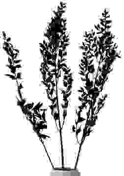 Ruskus Schwarz (3 Zweige)