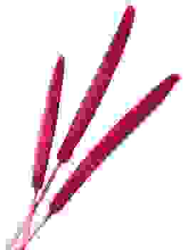 Schilfkolben Pink (3 Stück)