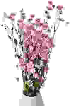 Sonnenflügel getrocknet Rosa