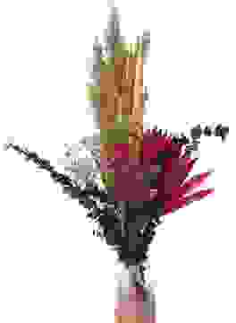 Tropical Pink Klein