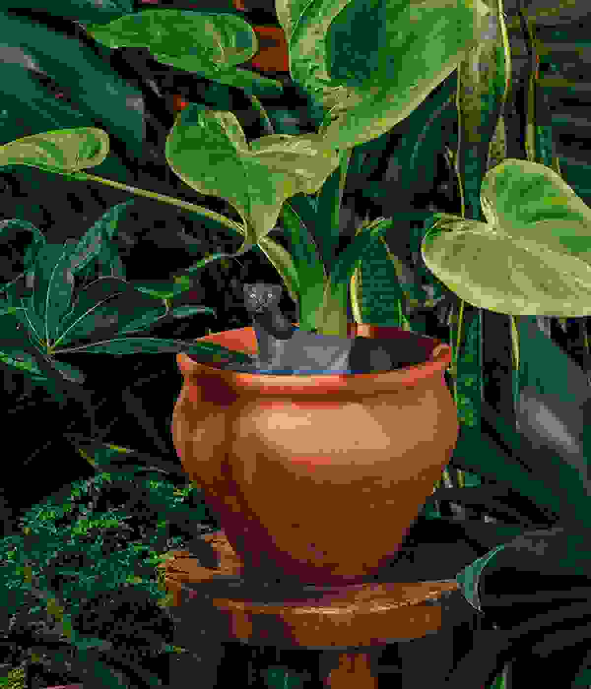 Jangal Panther Pflanzenbewässerer