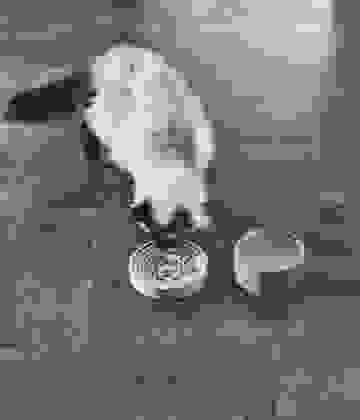 MiaCara Piatto Katzennapf Beton