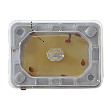 Catchmaster Slider Bettwanzenmonitor
