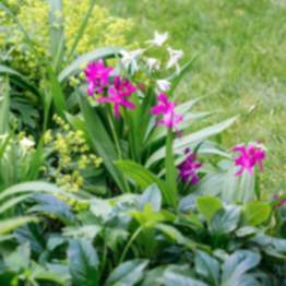Gartenorchidee Bletilla