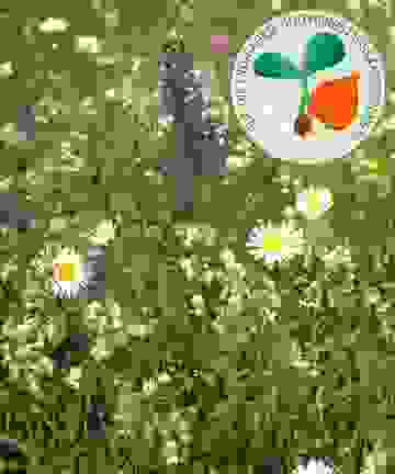Naturnahe Wildblumenmischung in regionalen Varianten - Alpenvorland