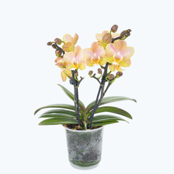 Duftorchidee Lime mit gelben Blüten