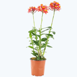 Große Epidendrum Nordic Fire mit roter Blüte im 12cm Topf
