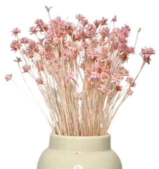 Hillflower Pastellrosa