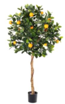 Mandarinenbäumchen mit Naturstamm 125 cm