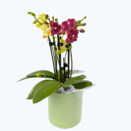 Cocktail Orchidee mit gelb-roten Blüten inkl. Keramik und Dekovlies