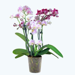 Cocktail Orchidee mit lila und rosa Blüten