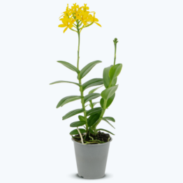 Epidendrum Nordic Fire Dauerblüher mit gelber Blüte und 2+ Rispen