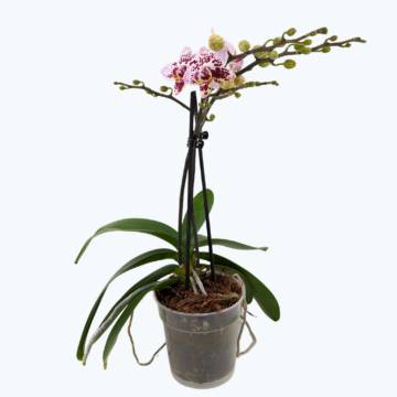 Phalaenopsis Hybride Patchwork Kingdom mit weiß-violett-gefleckten Blüten und 2 Rispen