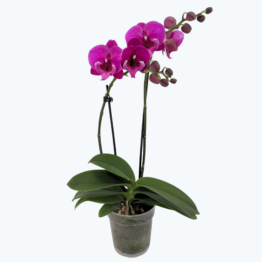 Phalaenopsis Hybride Tying Shin Black Bear mit dunkelvioletten Blüten und 2 Rispen