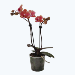 Table Dance Betha mit terracottafarbenen Blüten und 2 Rispen