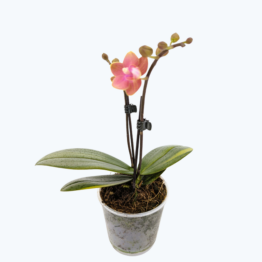 Table Dance Dusty Belle variegate mit panaschiertem Laub und 2 Rispen