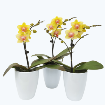 Table Dance Pereira mit gelben Blüten, 3er Set mit 1 Rispe inkl. Keramik
