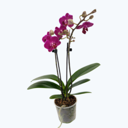 Table Dance Testsorte mit kräftig violetten Blüten und 2 Rispen