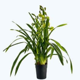 Cymbidium Hybride XL mit grün-gelben Blüten und 4 Rispen