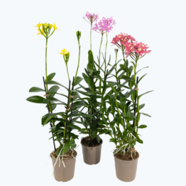Epidendrum Nordic Fire Dauerblüher im 3er Set mit 3+ Rispen