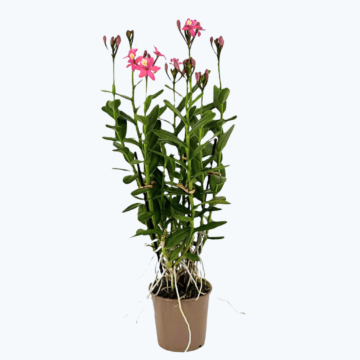 Epidendrum Nordic Fire Dauerblüher mit magentafarbenen Blüten und 3+ Rispen
