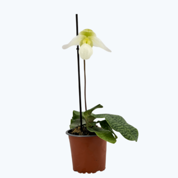 Frauenschuh Paphiopedilum Deperle mit weißen Blüten und 1 Rispe