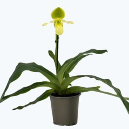 Frauenschuh Paphiopedilum Pinocchio mit gelb-grüner Blüte und 1 Rispe