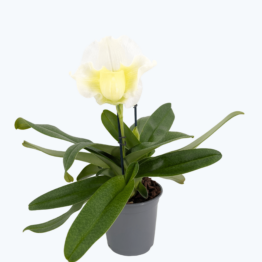Frauenschuh XL Paphiopedilum White Zoé mit weißer Blüte und 2 Rispen