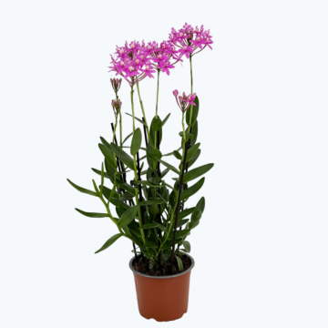 Große Epidendrum Nordic Fire mit pinken Blüten und 5+ Rispen