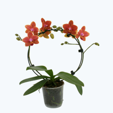 Table Dance Rundbogen Allen mit orangen Blüten