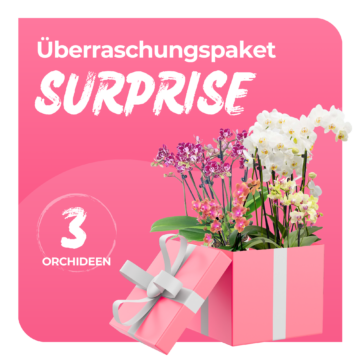 Überraschungspaket Surprise