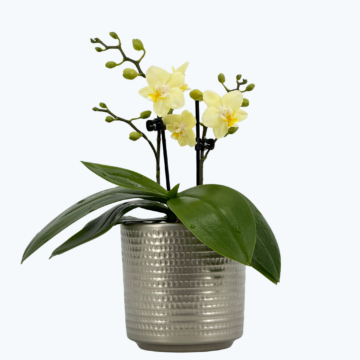 Bonsaiorchidee Better Butter mit hellgelben Blüten und 2+ Rispen inkl. Keramik