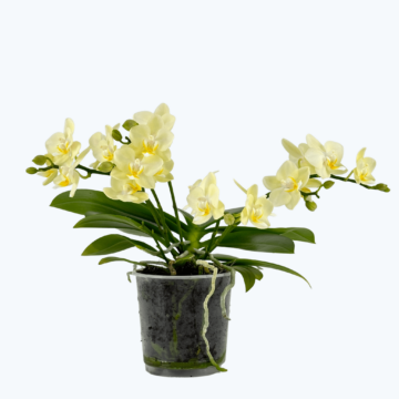 Bonsaiorchidee Better Butter mit hellgelben Blüten und 3+ Rispen
