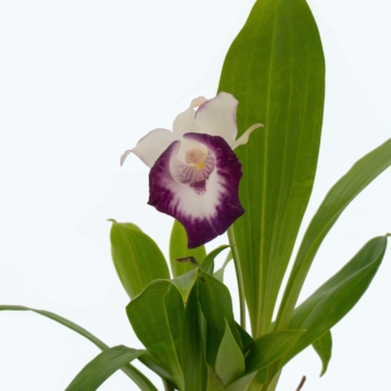 Cochleanthes mit blau-violetter Blüte
