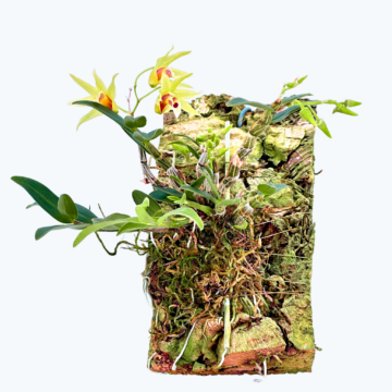 Dendrobium catenatum auf Kork