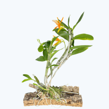 Dendrobium unicum auf Kork