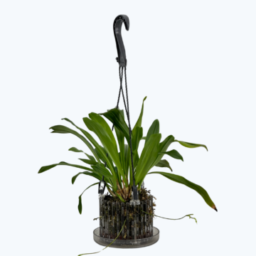 Dracula rezekiana Affengesicht-Orchidee im Ampeltopf