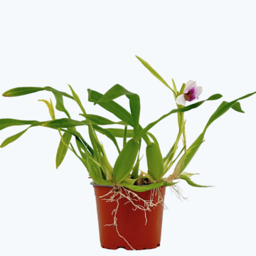 Duftorchidee Miltonia spectabilis mit rosa-weißen Blüten und 1 Rispen