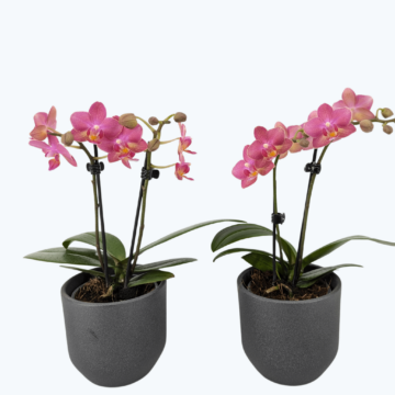 Duftorchidee Secret Fragrance mit rot-pinken Blüten im 2er Set inkl. Keramik in Anthrazit