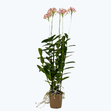 Epidendrum Nordic Fire Dauerblüher mit lachsfarbenen Blüten und 3+ Rispen