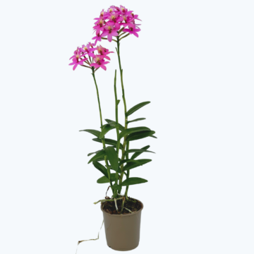 Epidendrum Nordic Fire Dauerblüher mit rosafarbenen Blüten und 2+ Rispen